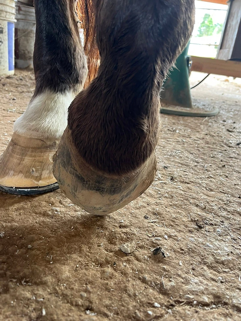 Farrier Services